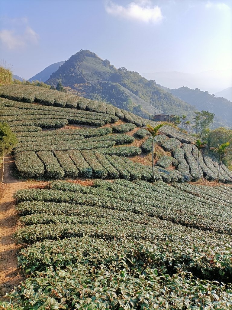 IMG20210130085647.jpg - 雲嘉連峰之  太平山  梨子腳山