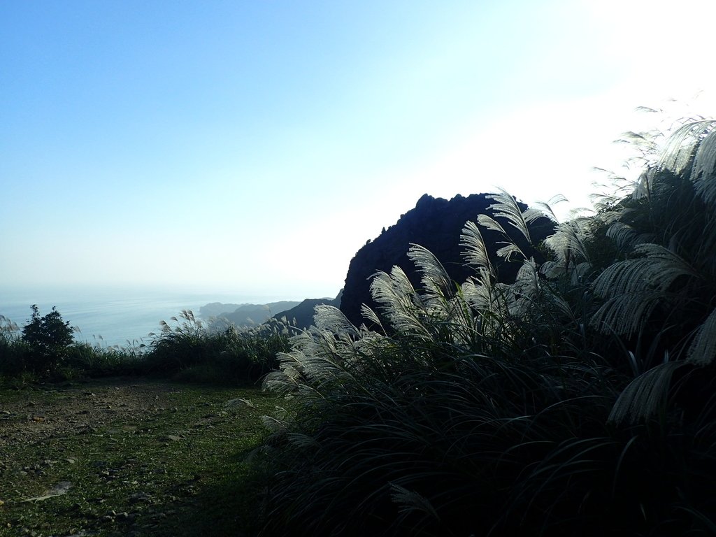 PC017811.JPG - 瑞芳  茶壺山芒花季