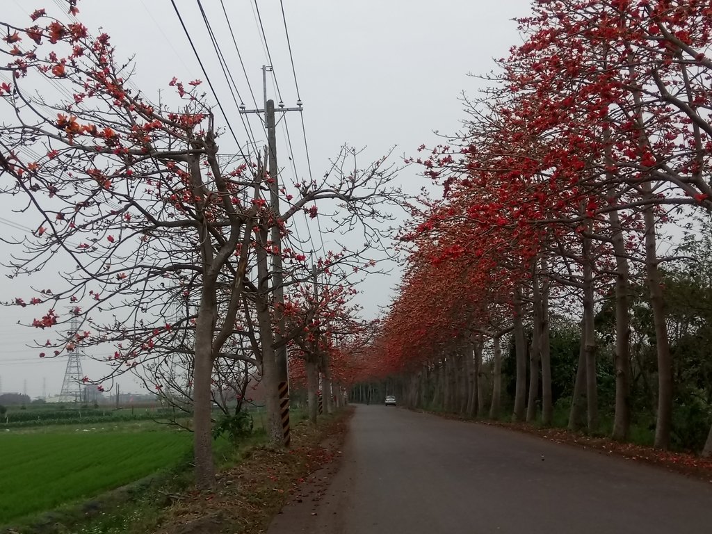 DSC_8322.JPG - 埤頭  東螺溪  木棉花