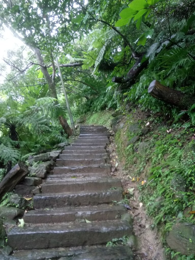 DSC_1717.JPG - 土城  天上山  登山步道