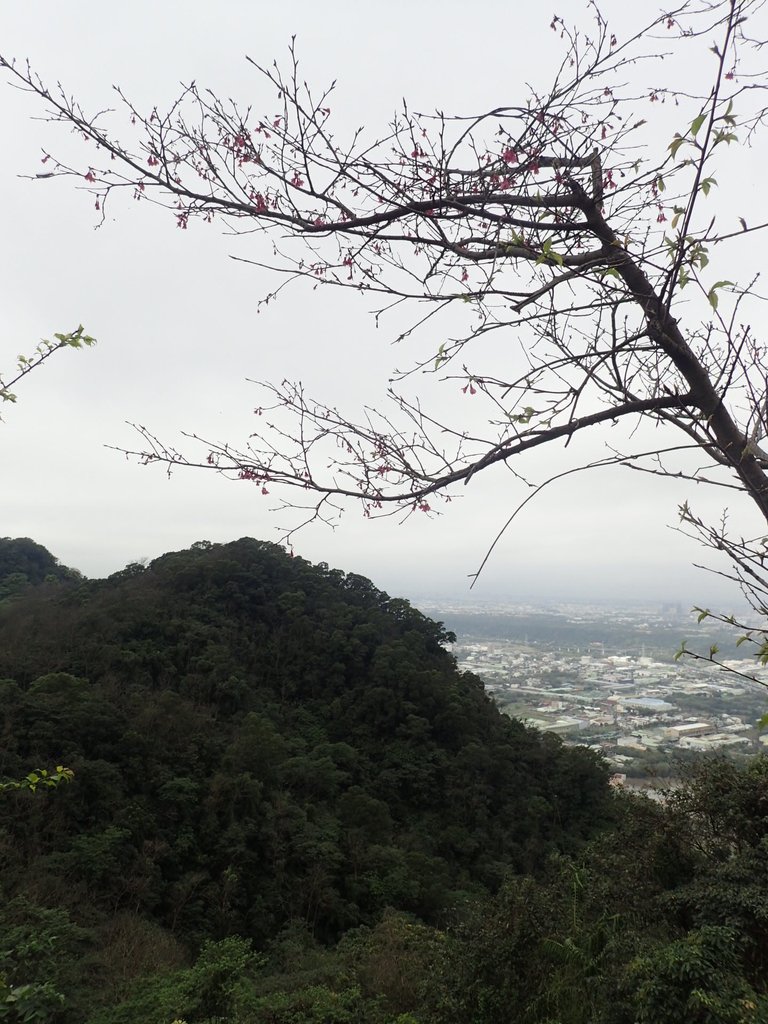 P2168017.JPG - 三峽  鳶山  (福德坑山)