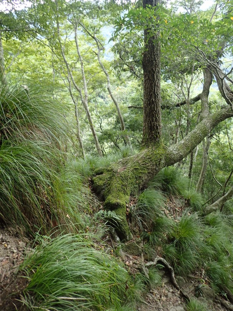 P8287279.JPG - 苗栗  泰安  虎山行