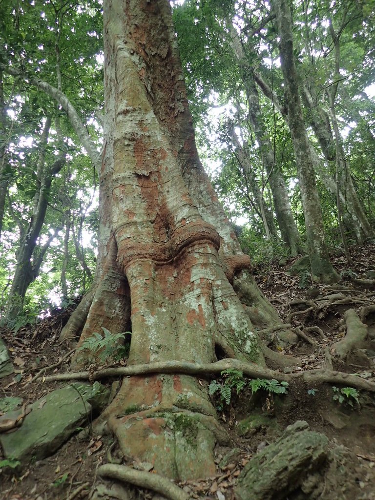 P8287314.JPG - 苗栗  泰安  虎山行