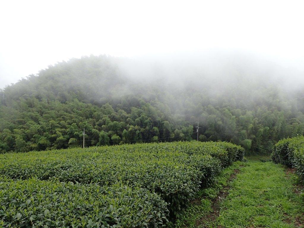 P8156596.JPG - 武界茶園  (02)