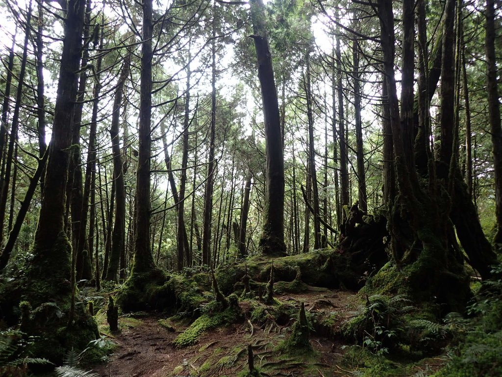 PB265422.JPG - 太平山  翠峰湖環山步道  02