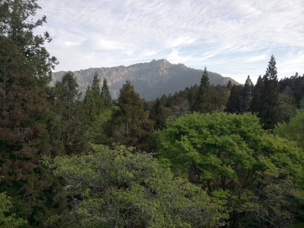 DSC_1643.JPG - 阿里山  沼平公園  賞櫻