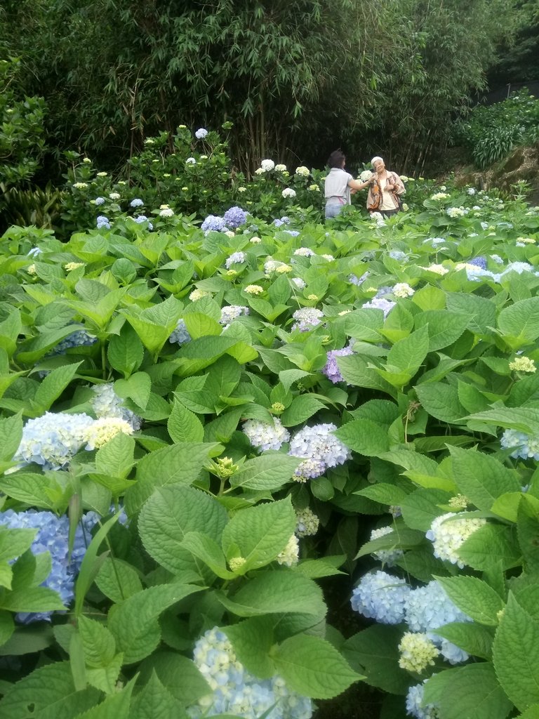 DSC_1469.JPG - 陽明山  高家繡球花園