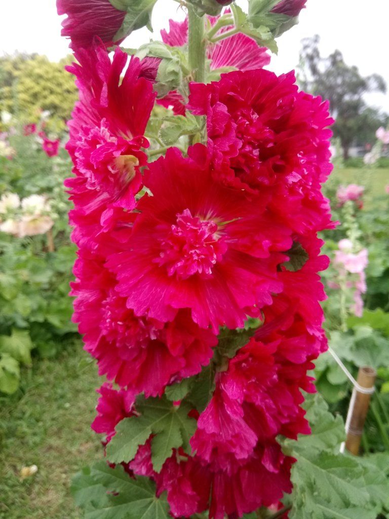 DSC_9221.JPG - 花博公園  蜀葵花季