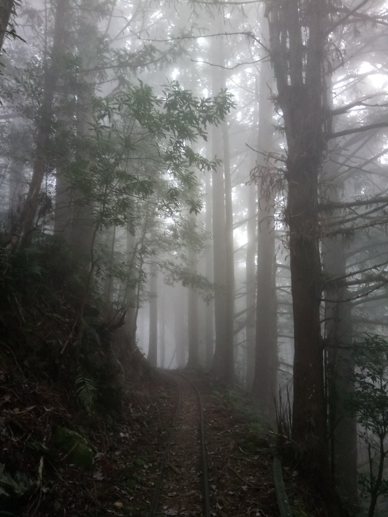 DSC_3790.JPG - 南庄  加里山  森林鐵道