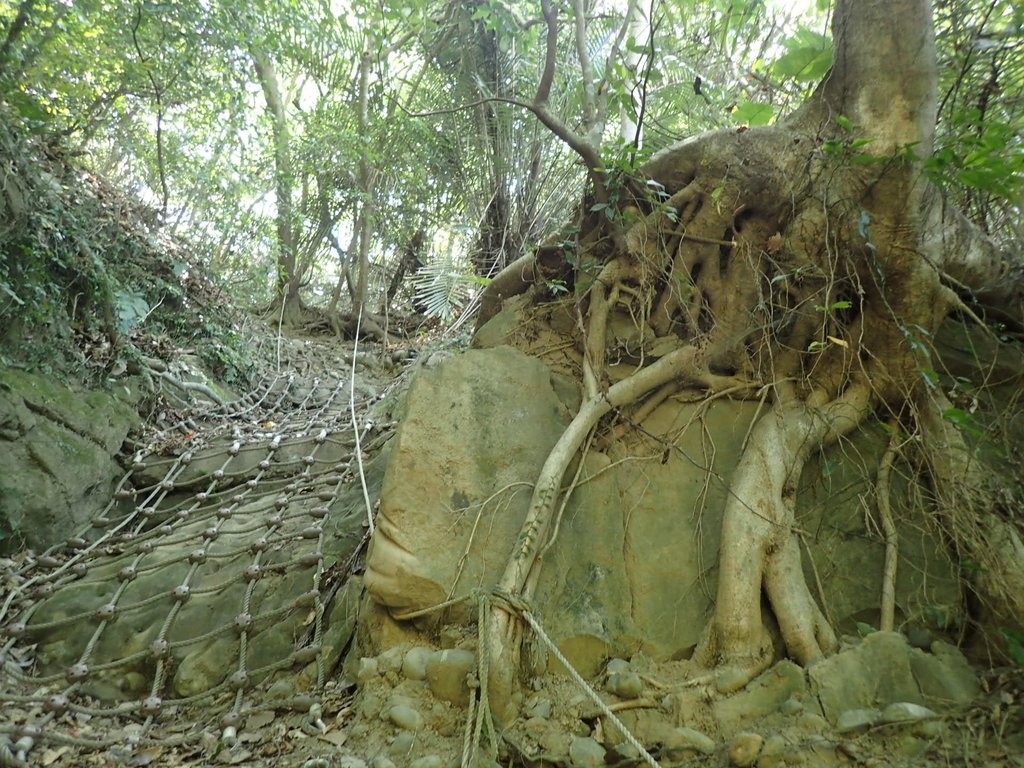 P4161425.JPG - 霧峰  青桐林生態園區