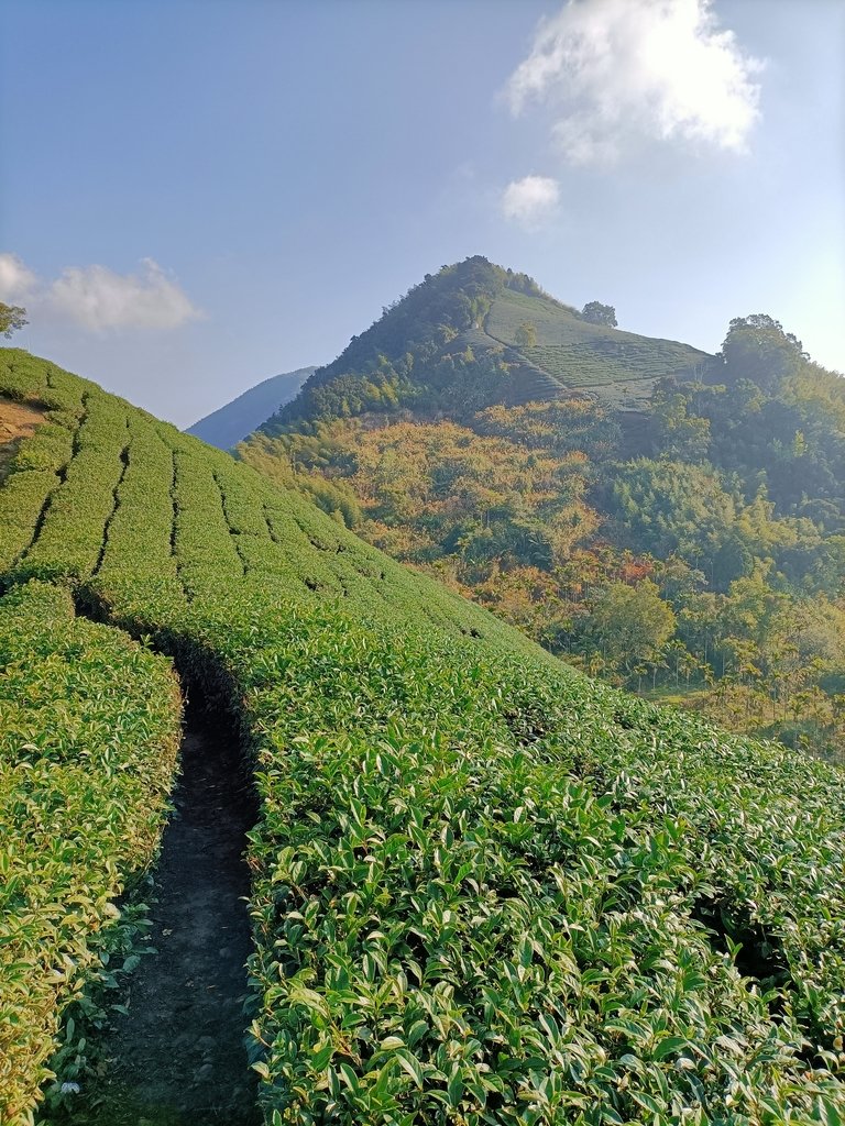 IMG20210130090026.jpg - 雲嘉連峰之  太平山  梨子腳山