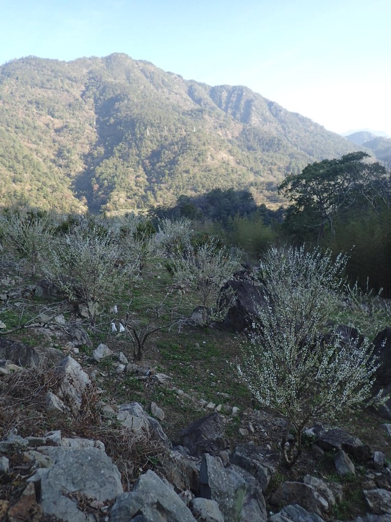 P2216669.JPG - 谷關  阿冷山步道