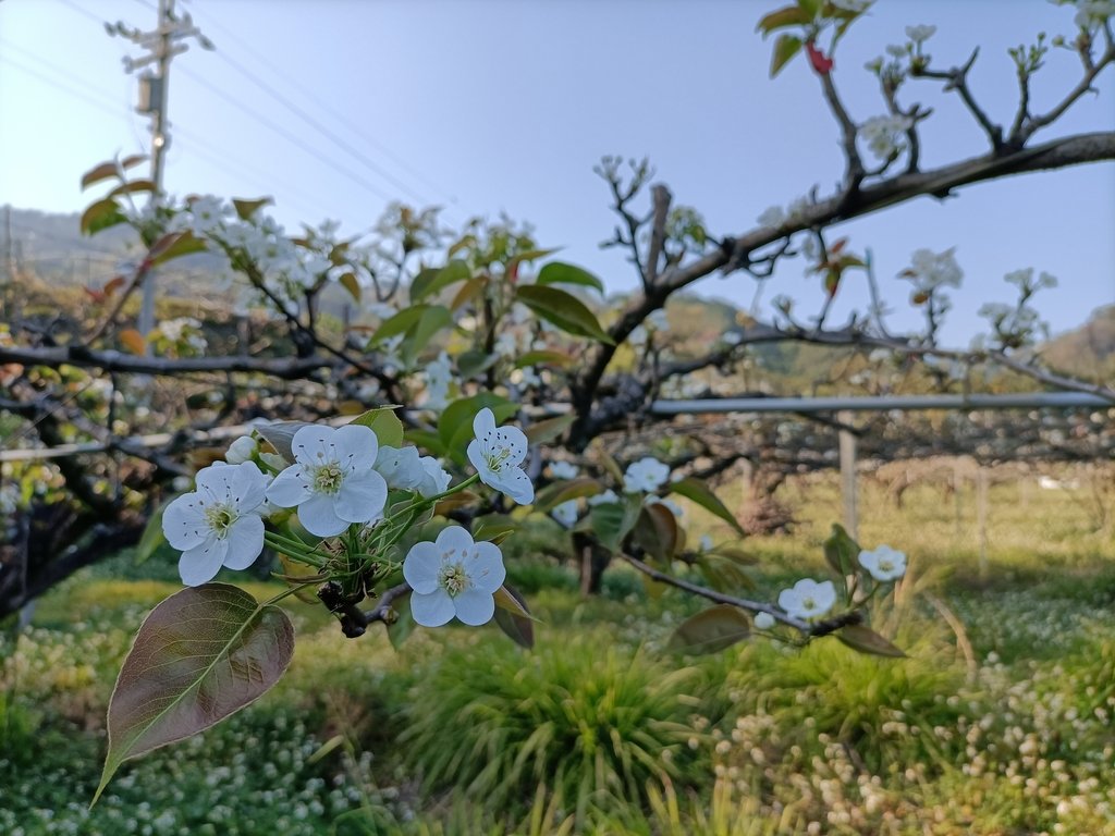 IMG20210221154329.jpg - 東勢  燥坑  高接梨果園之美