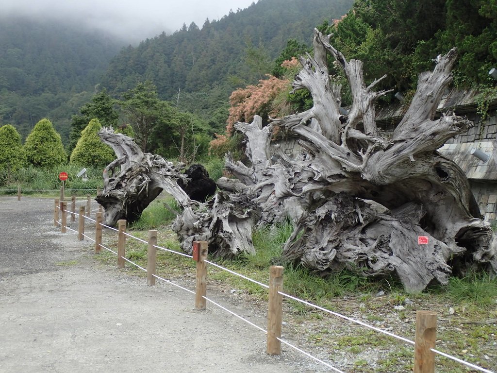 P8226846.JPG - 大同  太平山森林遊樂區