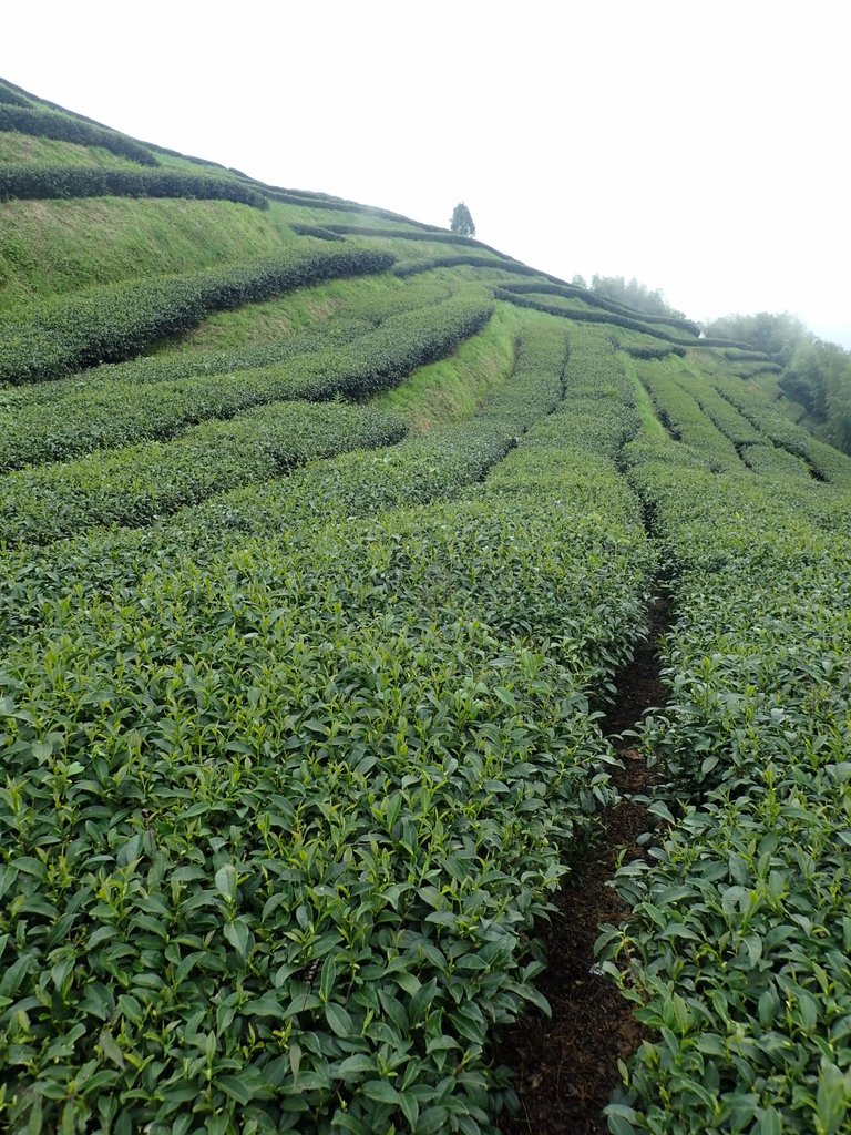 P8156600.JPG - 武界茶園  (02)