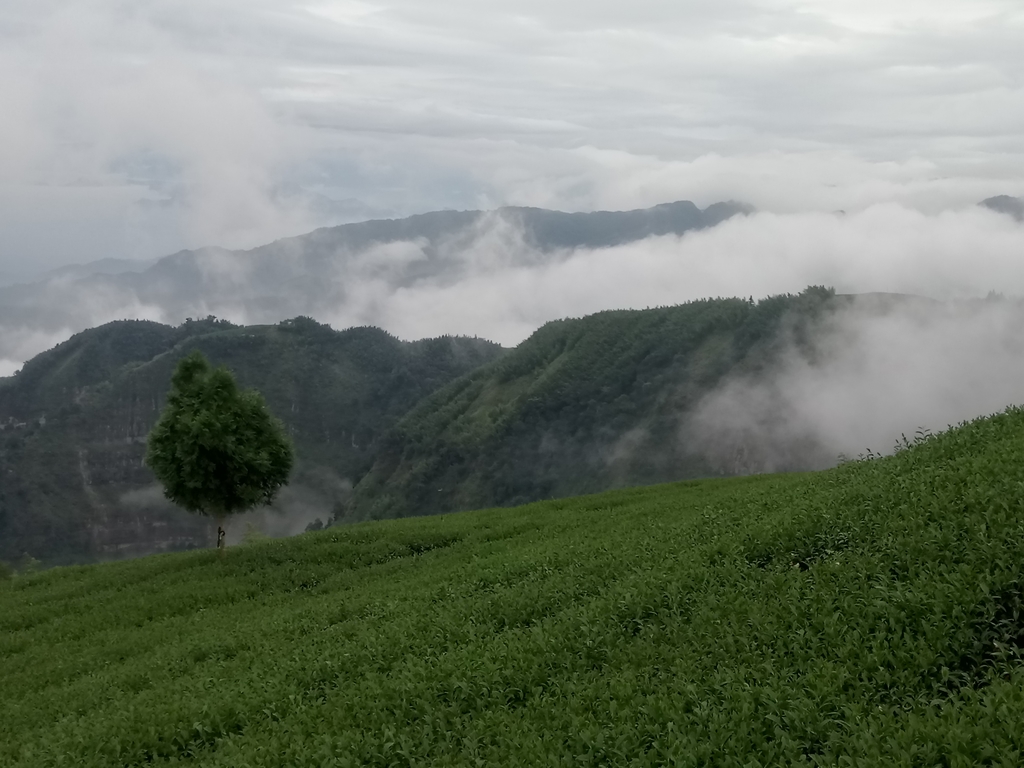 DSC_1357.JPG - 古坑  雲嶺之丘