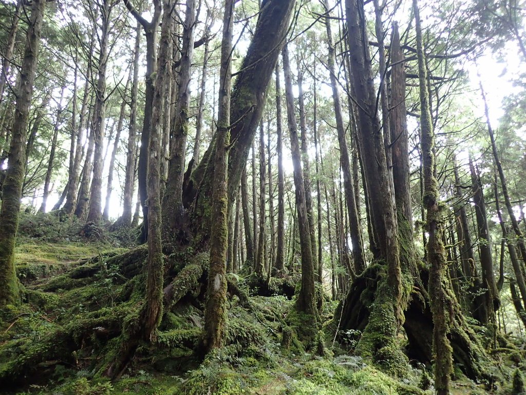 PB265426.JPG - 太平山  翠峰湖環山步道  02