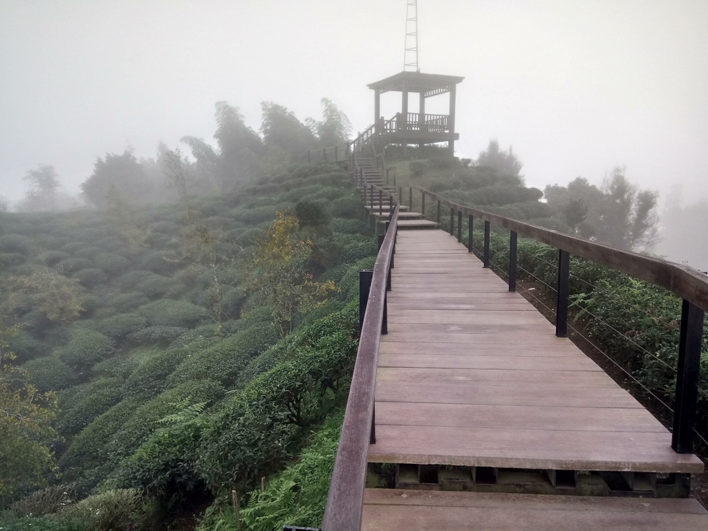 鹿谷  大崙  霧中茶園之美  (02)