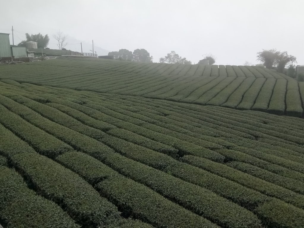 DSC_1484.JPG - 阿里山  頂石卓茶園之美