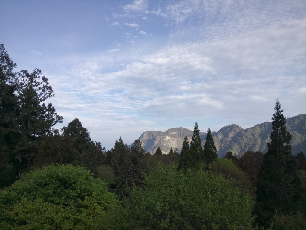 DSC_1647.JPG - 阿里山  沼平公園  賞櫻