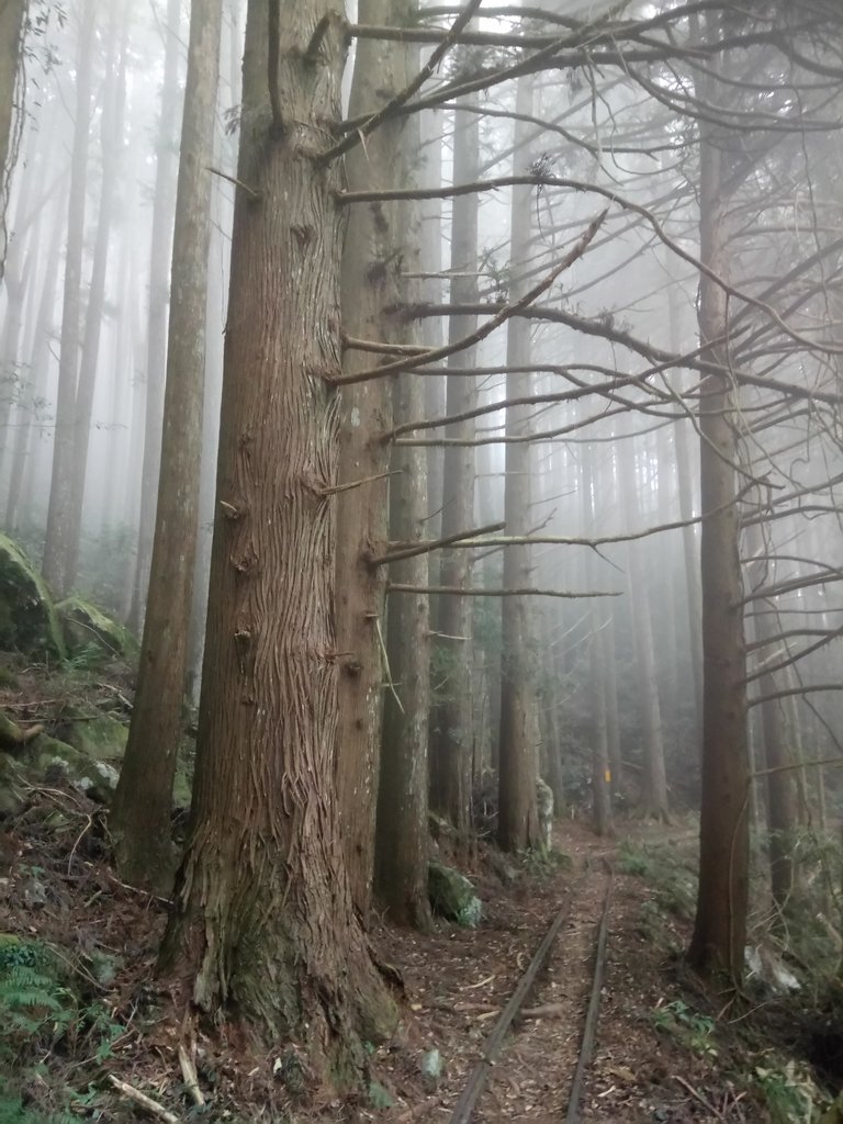 DSC_3761.JPG - 南庄  加里山  森林鐵道