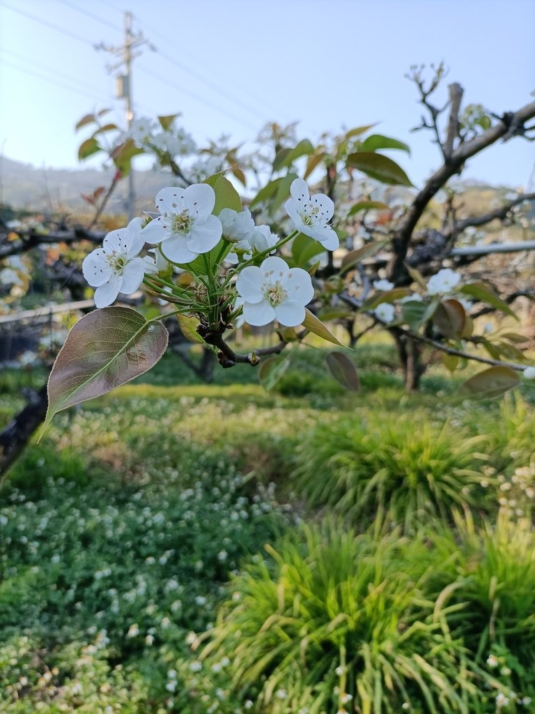 IMG20210221154337.jpg - 東勢  燥坑  高接梨果園之美