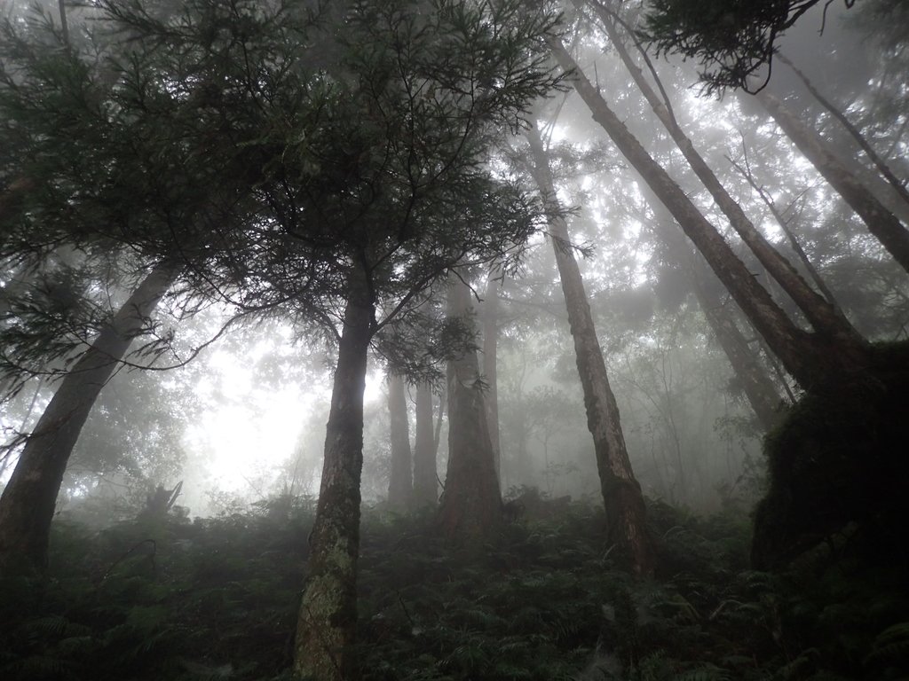 P8226791.JPG - 太平山 見晴懷古步道