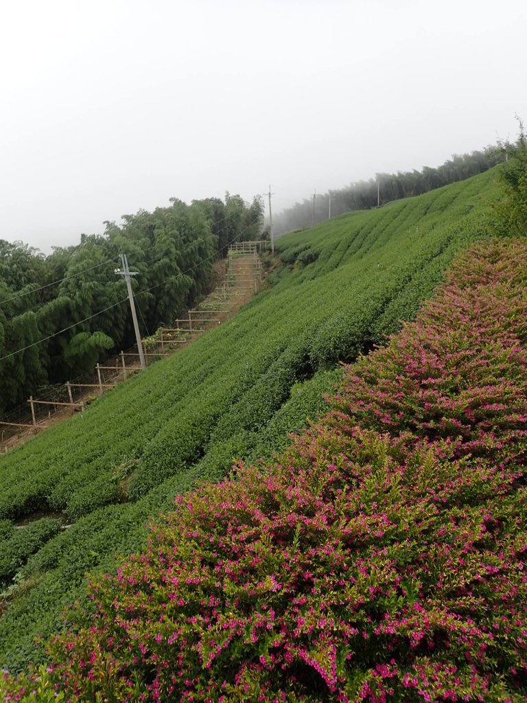 PA231797.JPG - 古坑  雲嶺之丘