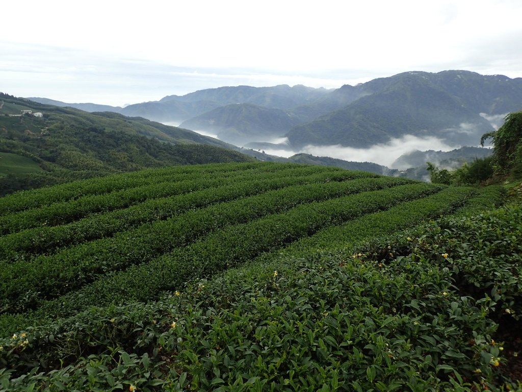 PA231756.JPG - 往三層坪途中之  茶園景致