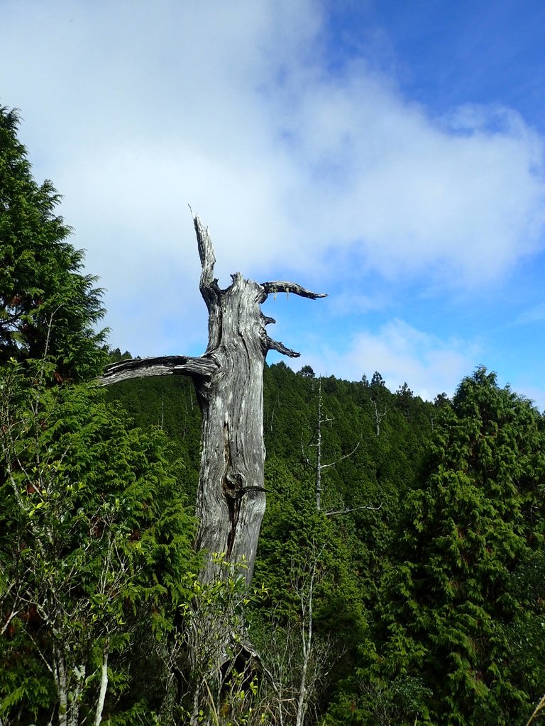 PB265430.JPG - 太平山  翠峰湖環山步道  02