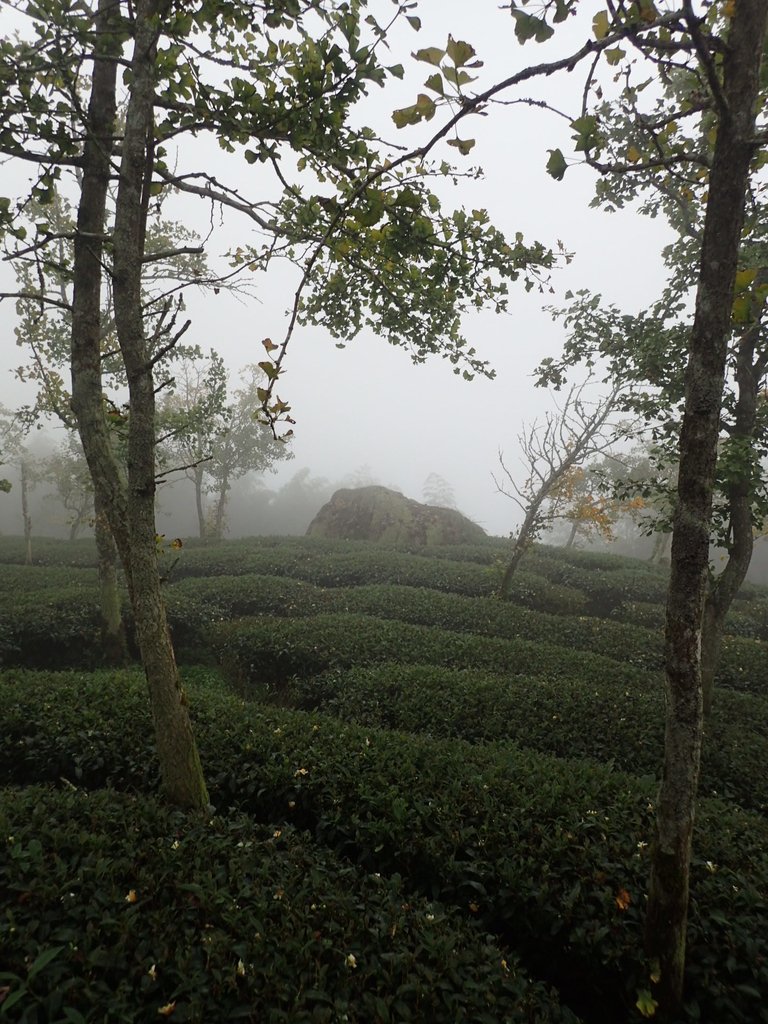 PA171090.JPG - 鹿谷  大崙山  霧中茶園之美(02)