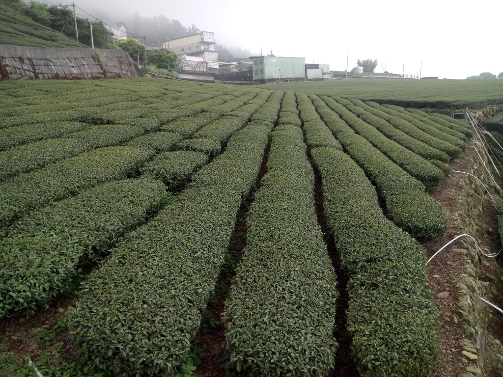 DSC_1488.JPG - 阿里山  頂石卓茶園之美