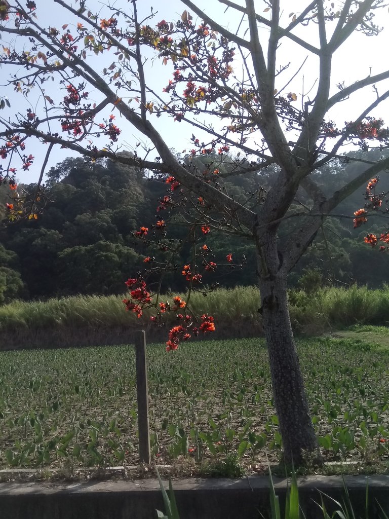 DSC_7867.JPG - 清水  大田產要道路  木棉花