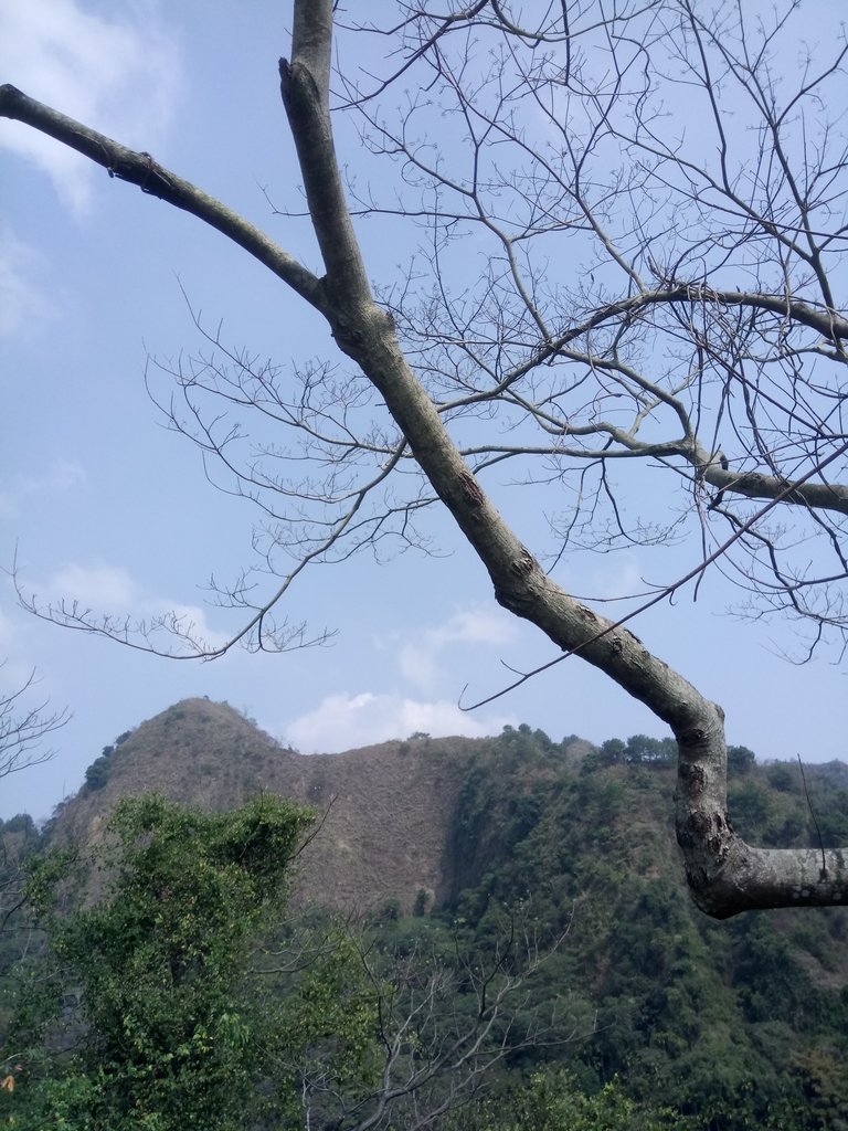 DSC_7304.JPG - 草屯平林  九九峰森林步道