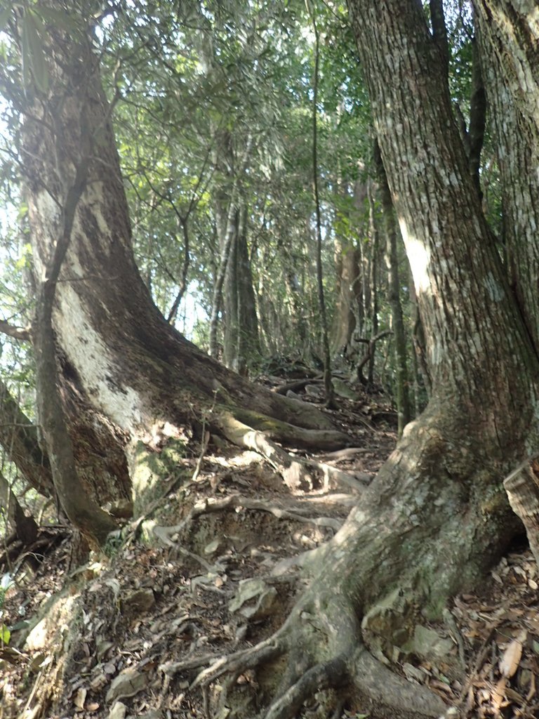 P3217582.JPG - 谷關七雄  白毛山  02