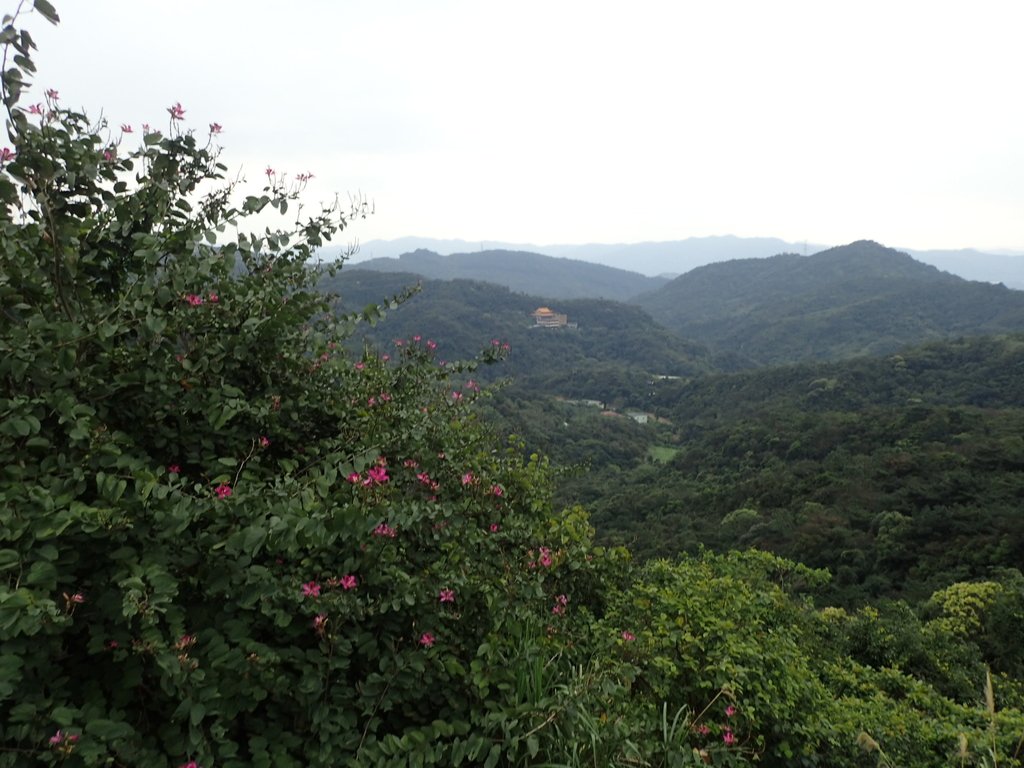 P3160195.JPG - 汐止  金面山(金明山)  稜線步道