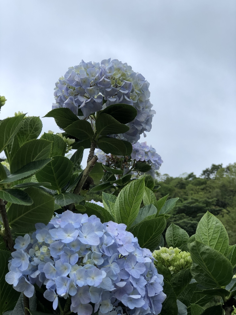 IMG_8961.JPG - 陽明山  高家繡球花園