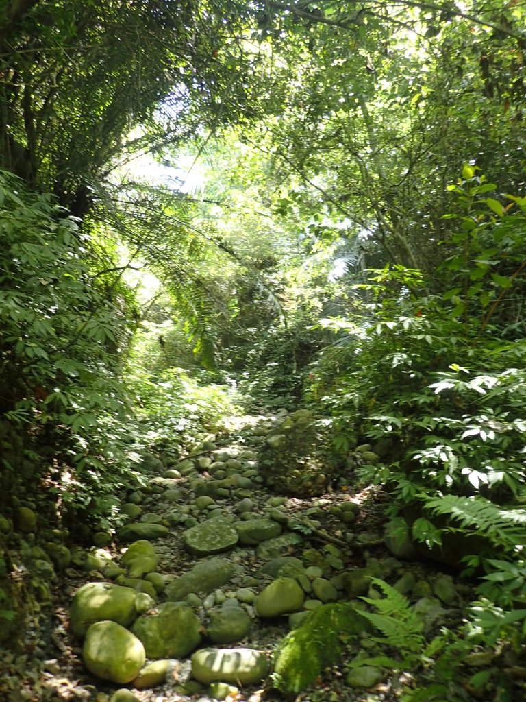 P4161432.JPG - 霧峰  青桐林生態園區