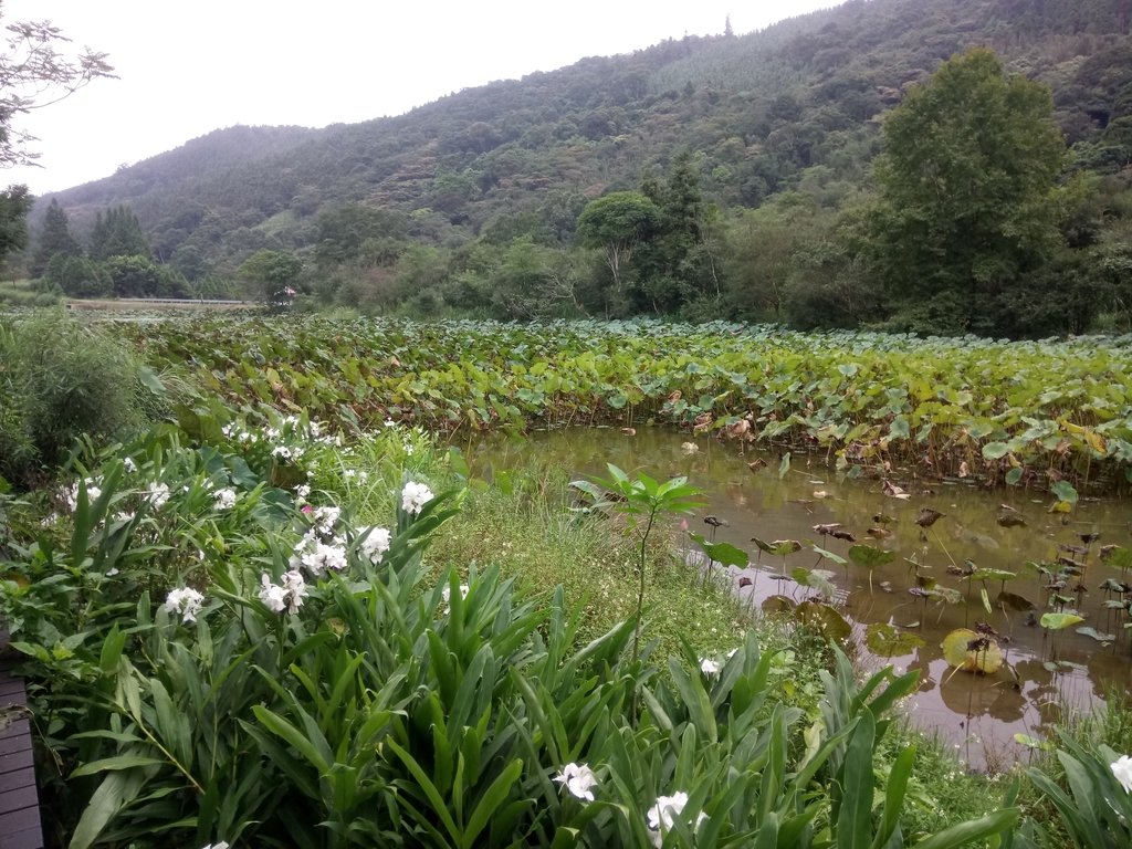 DSC_2954.JPG - 南庄  向天湖之  環湖步道