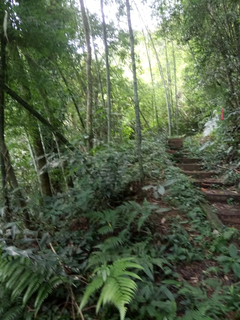 DSC_0171.JPG - 魚池  頭社  後尖山步道