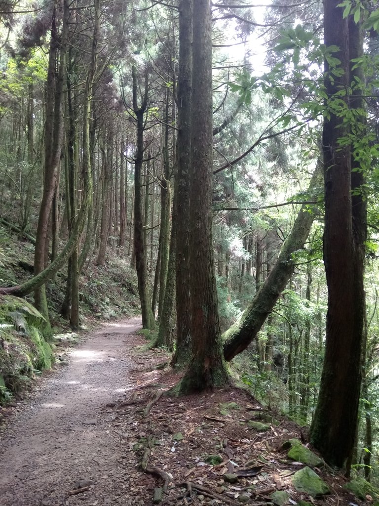 DSC_5283.JPG - 台中  和平  橫嶺山自然步道