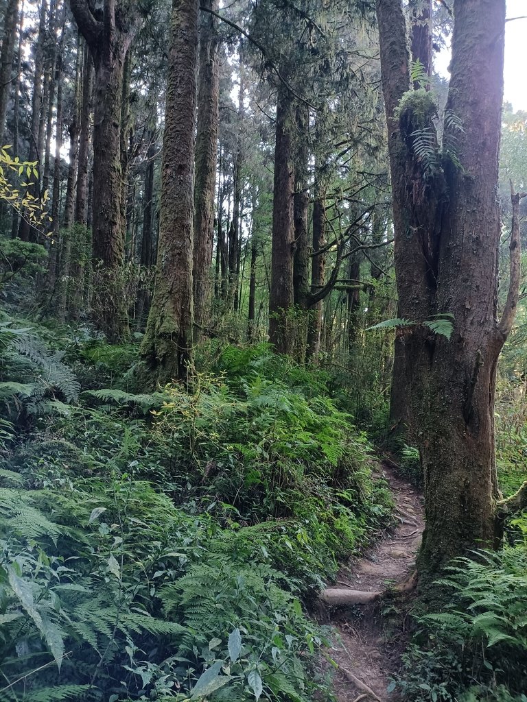 IMG20210205083647.jpg - 竹山  嶺頭山  金柑樹山