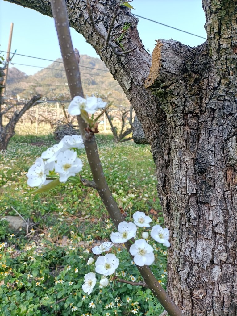 IMG20210221154348.jpg - 東勢  燥坑  高接梨果園之美