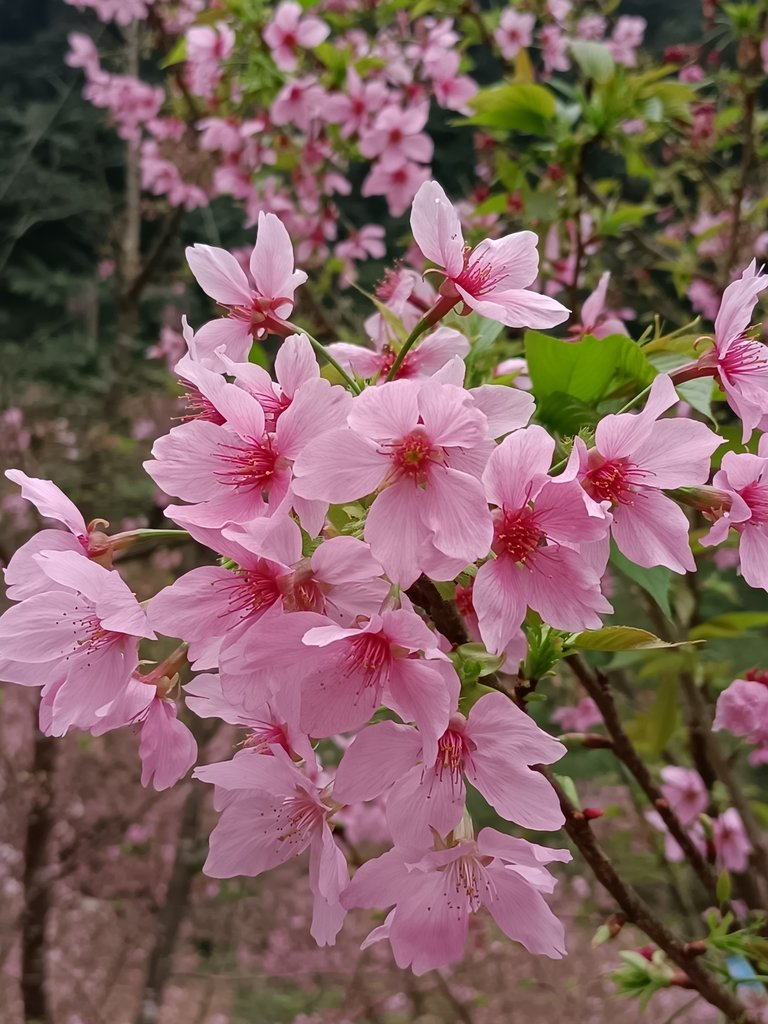 IMG20210226142854.jpg - 三峽  熊空  大熊櫻花林