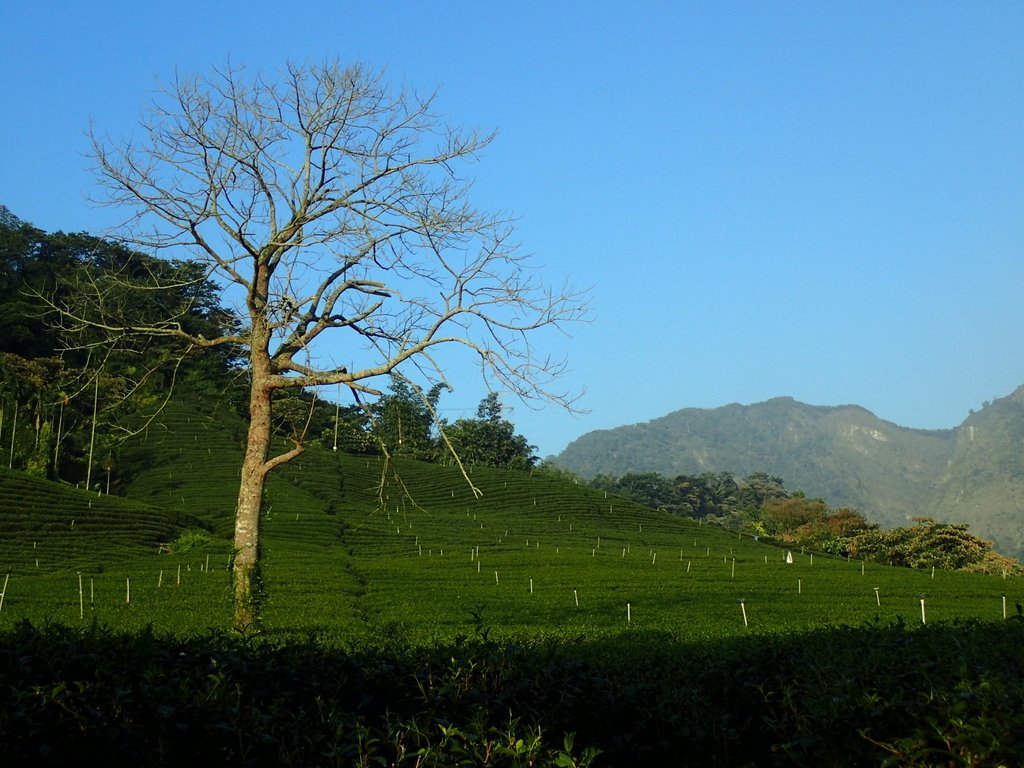 PB225366.JPG - 竹山  山坪頂茶園