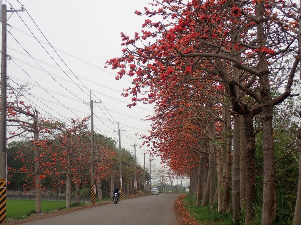 P3066346.JPG - 埤頭  東螺溪  木棉花