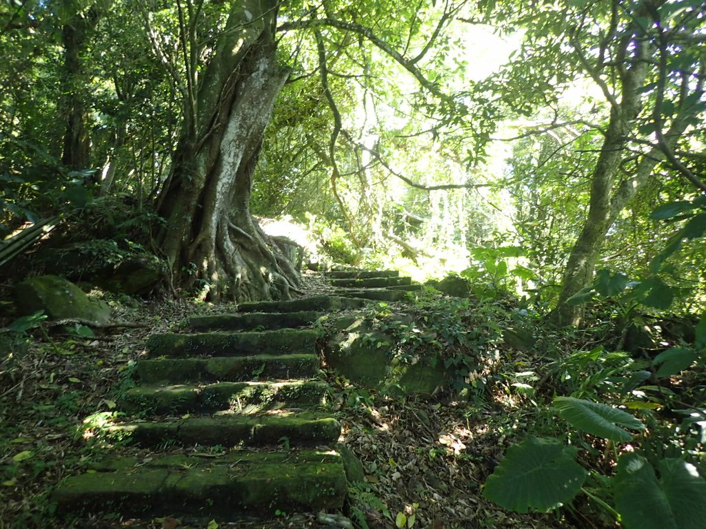 PB247135.JPG - 北投  中正山登山步道 01