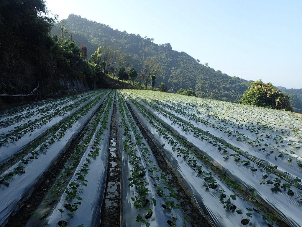 PA064328.JPG - 大湖  馬那邦山  (01)