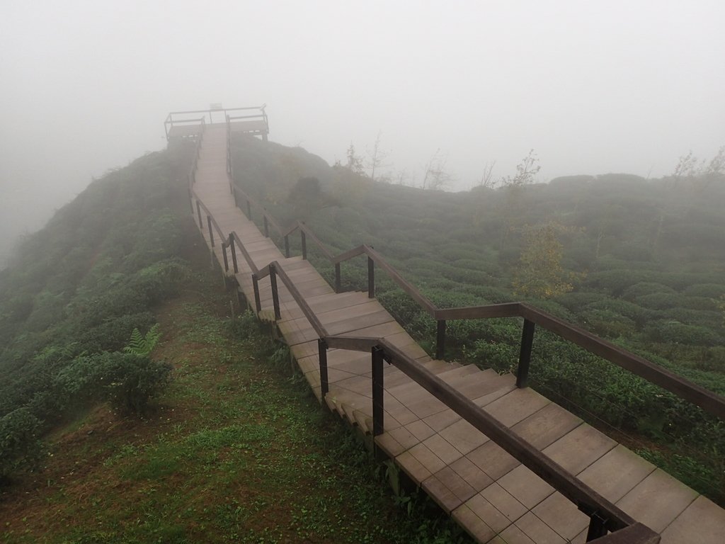 PA171103.JPG - 鹿谷  大崙山  霧中茶園之美(02)