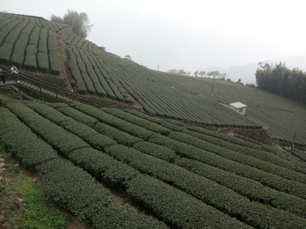 DSC_1499.JPG - 阿里山  頂石卓茶園之美